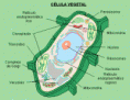 /album/fotogaleria/celula-vegetal-gif/